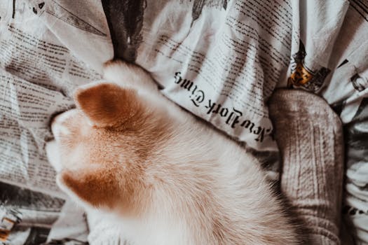The Best Cat and Dog Butlers in High-End Hotels