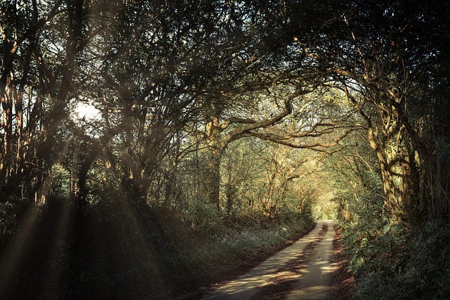 United Kingdom Forest Lodges for Quiet Escapes